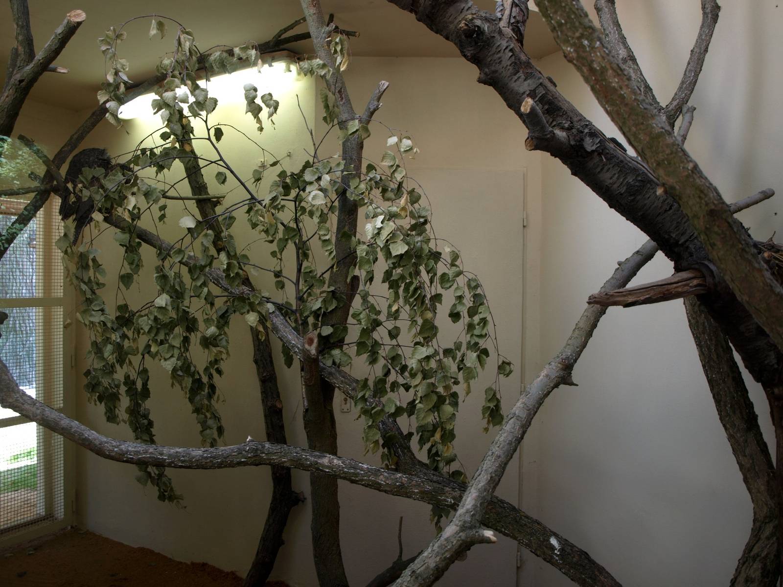 Plzen Zoo - Australian House