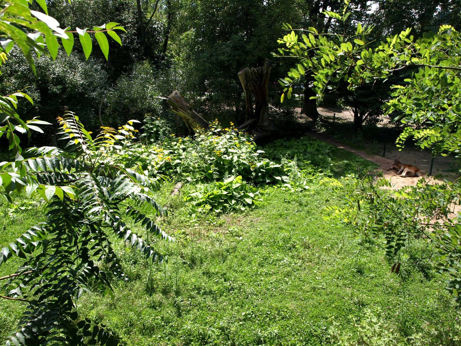 Plzen Zoo - Kangaroo exhibit