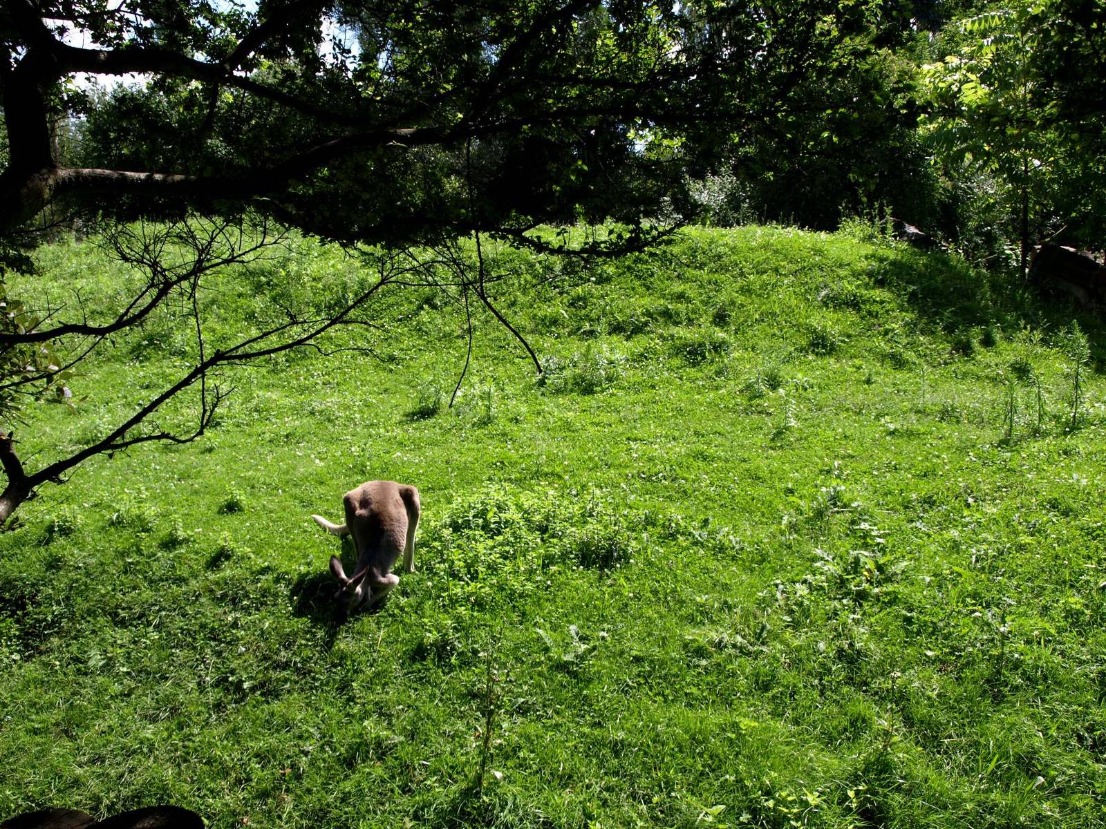 Plzen Zoo - Kangaroo exhibit