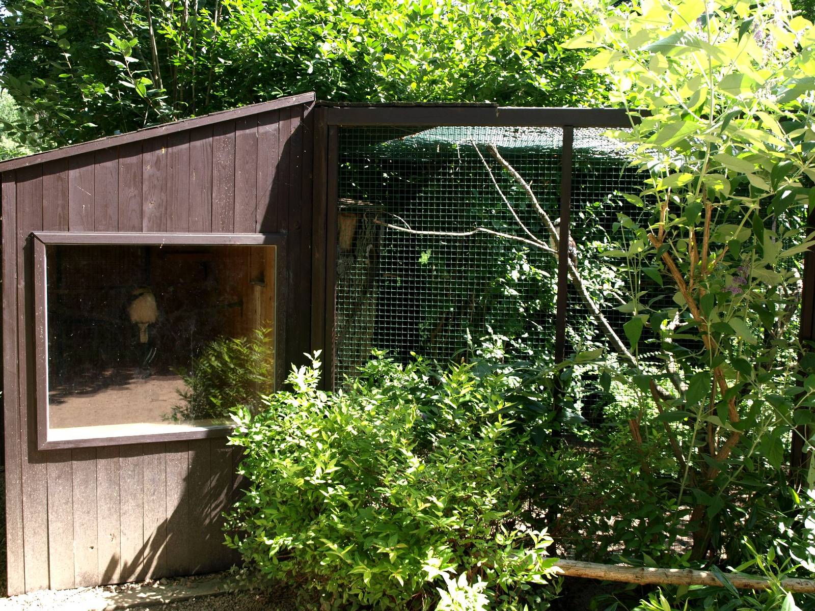 Plzen Zoo - Kookaburra aviary