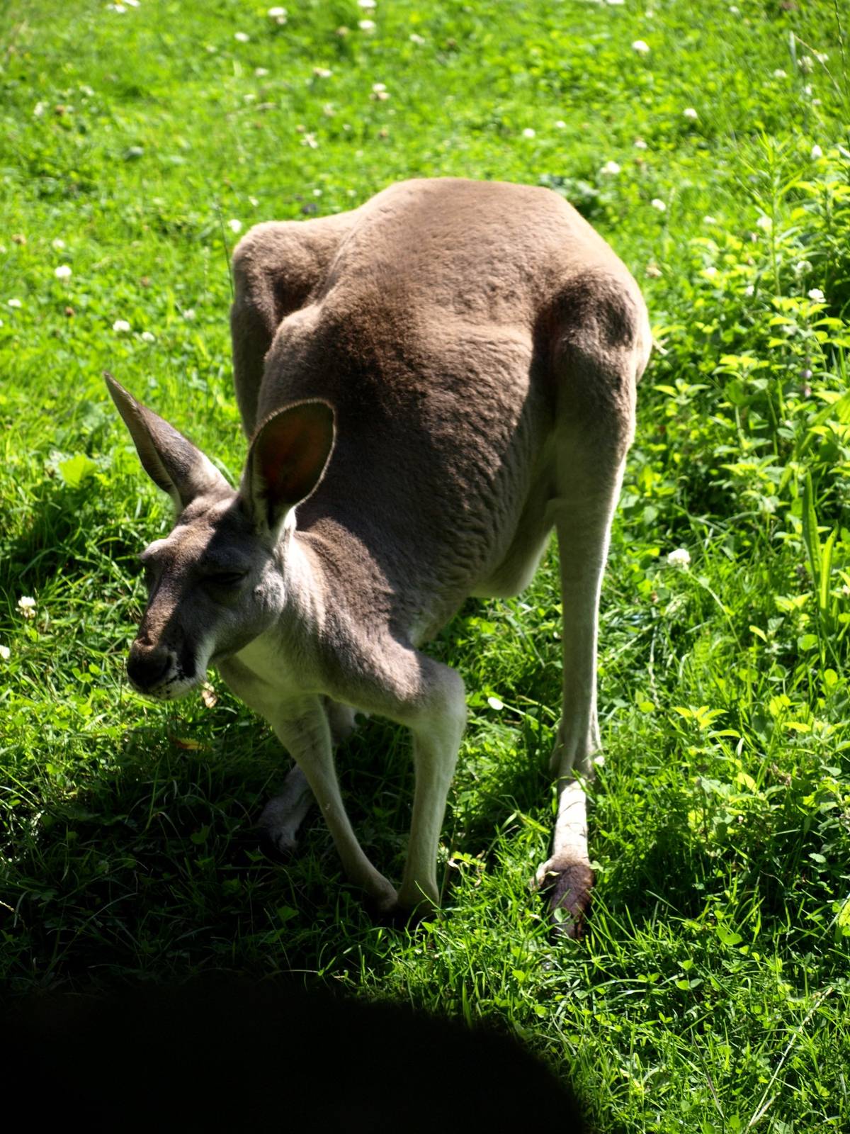 Plzen Zoo - Red kangaroo