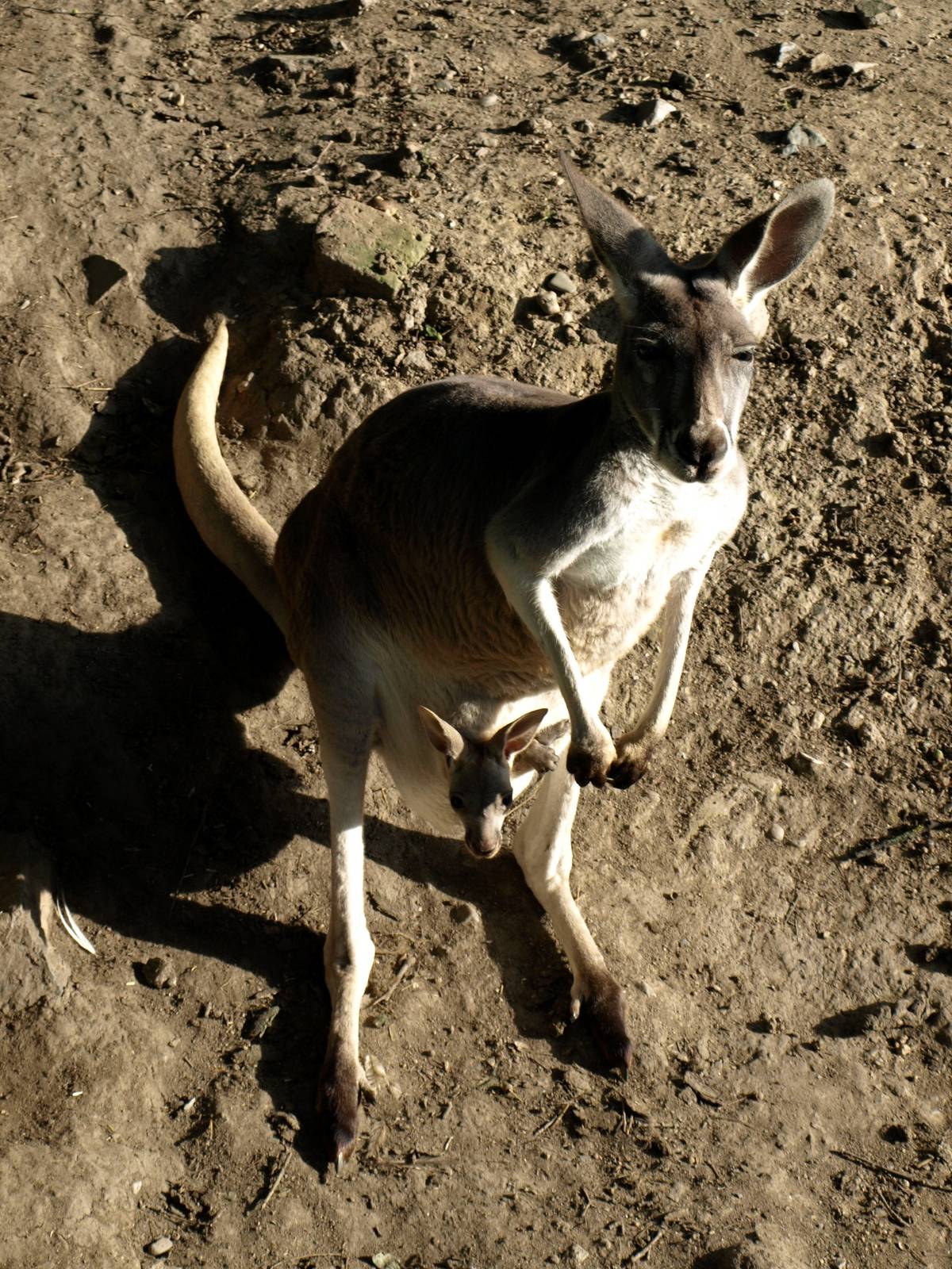 Plzen Zoo - Red kangaroo