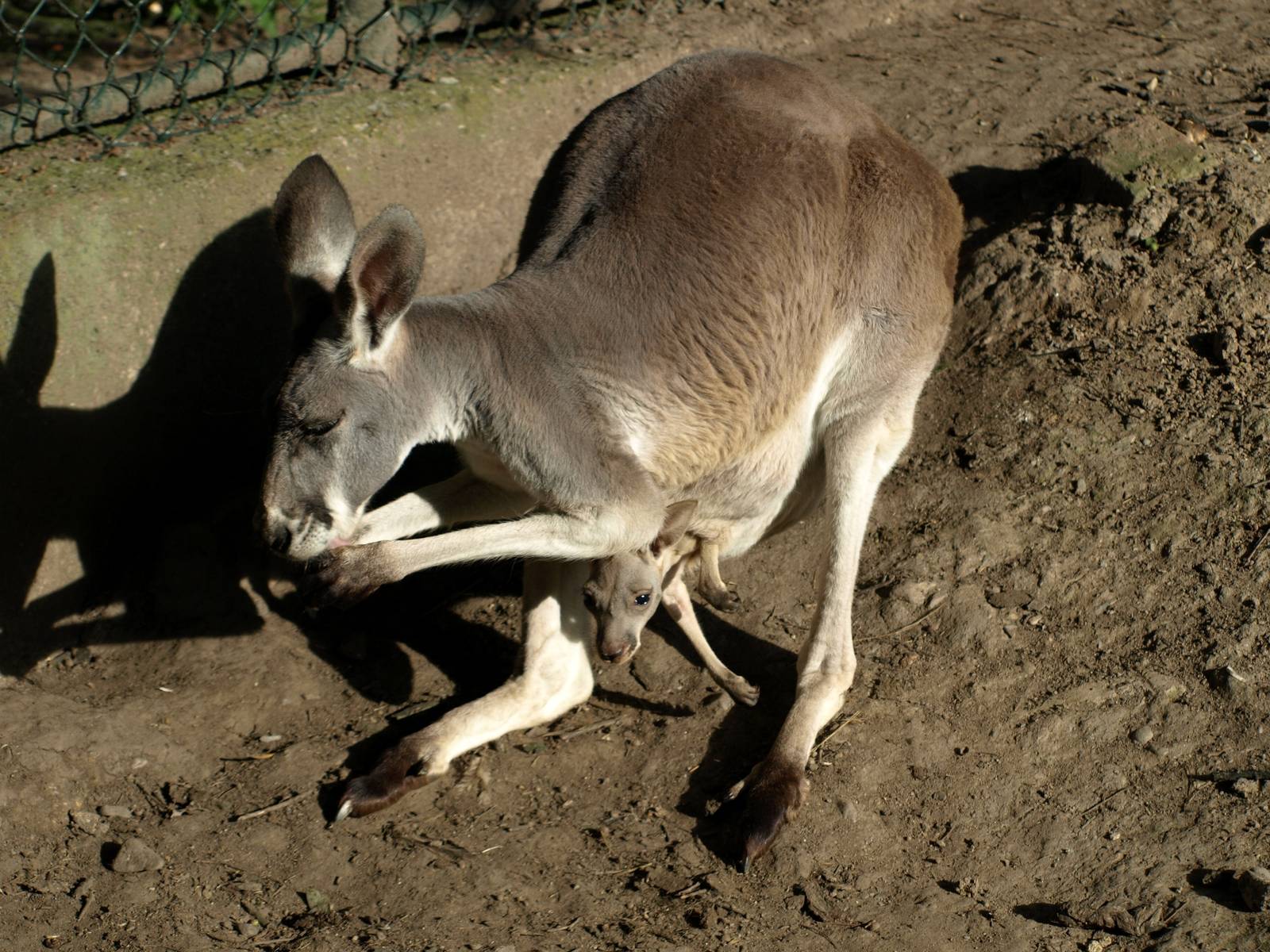 Plzen Zoo - Red kangaroo