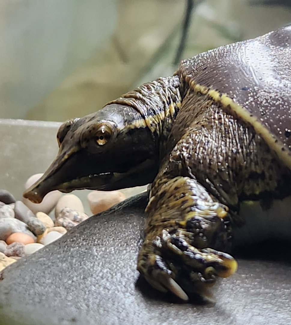 PNNM - Apalone spinifera spinifera