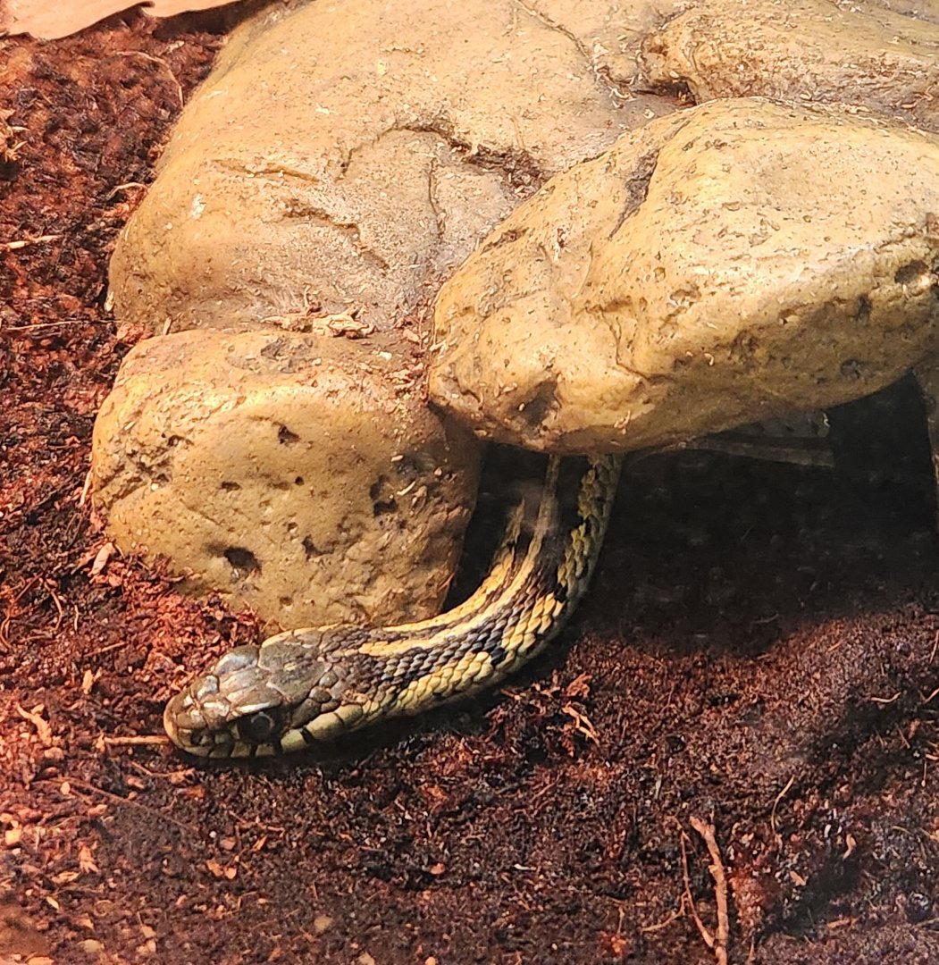 PNNM - Thamnophis sirtalis semifasciatus