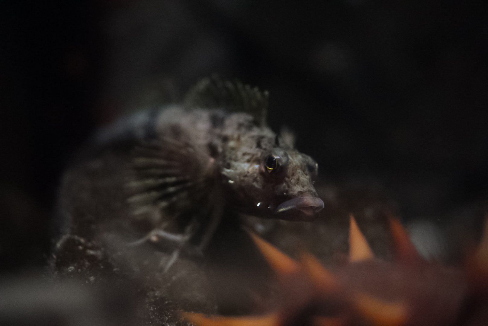 Poacher ID? (Vancouver Aquarium)