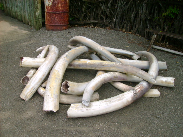 Poachers got more elephants!