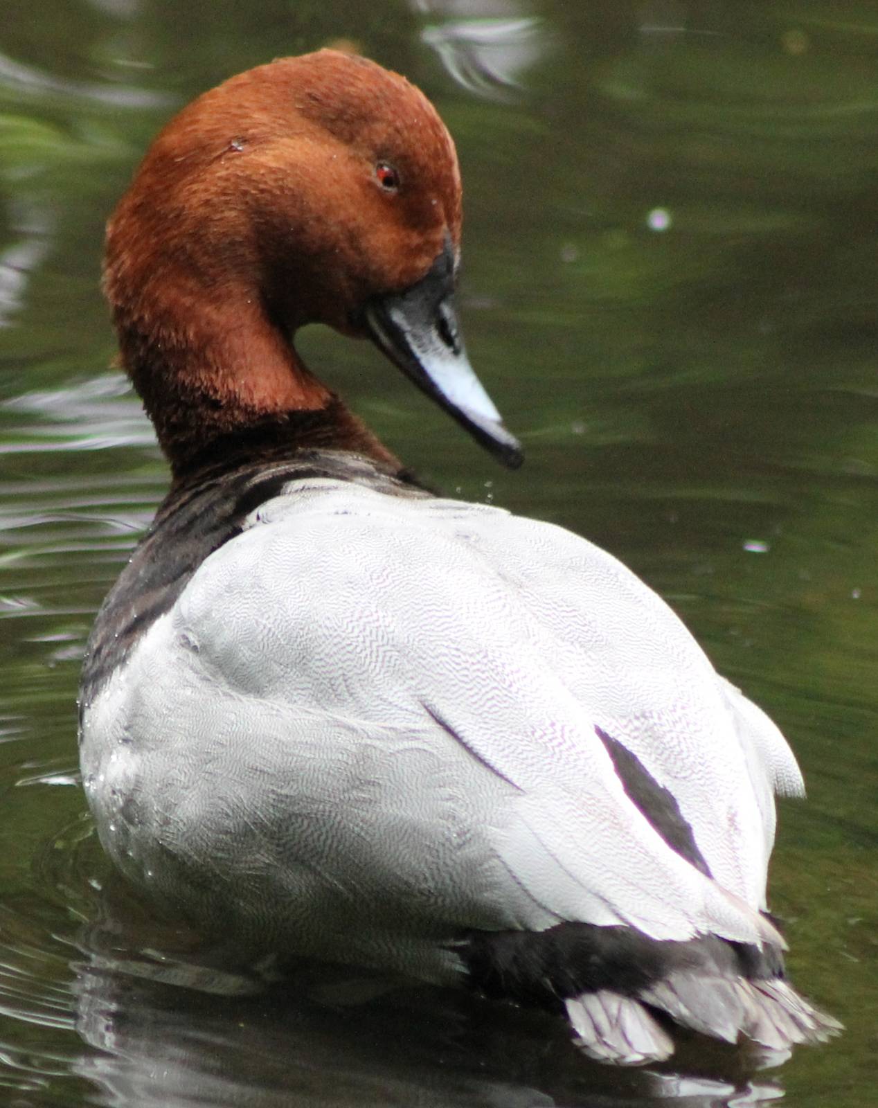 Pochard  - drake