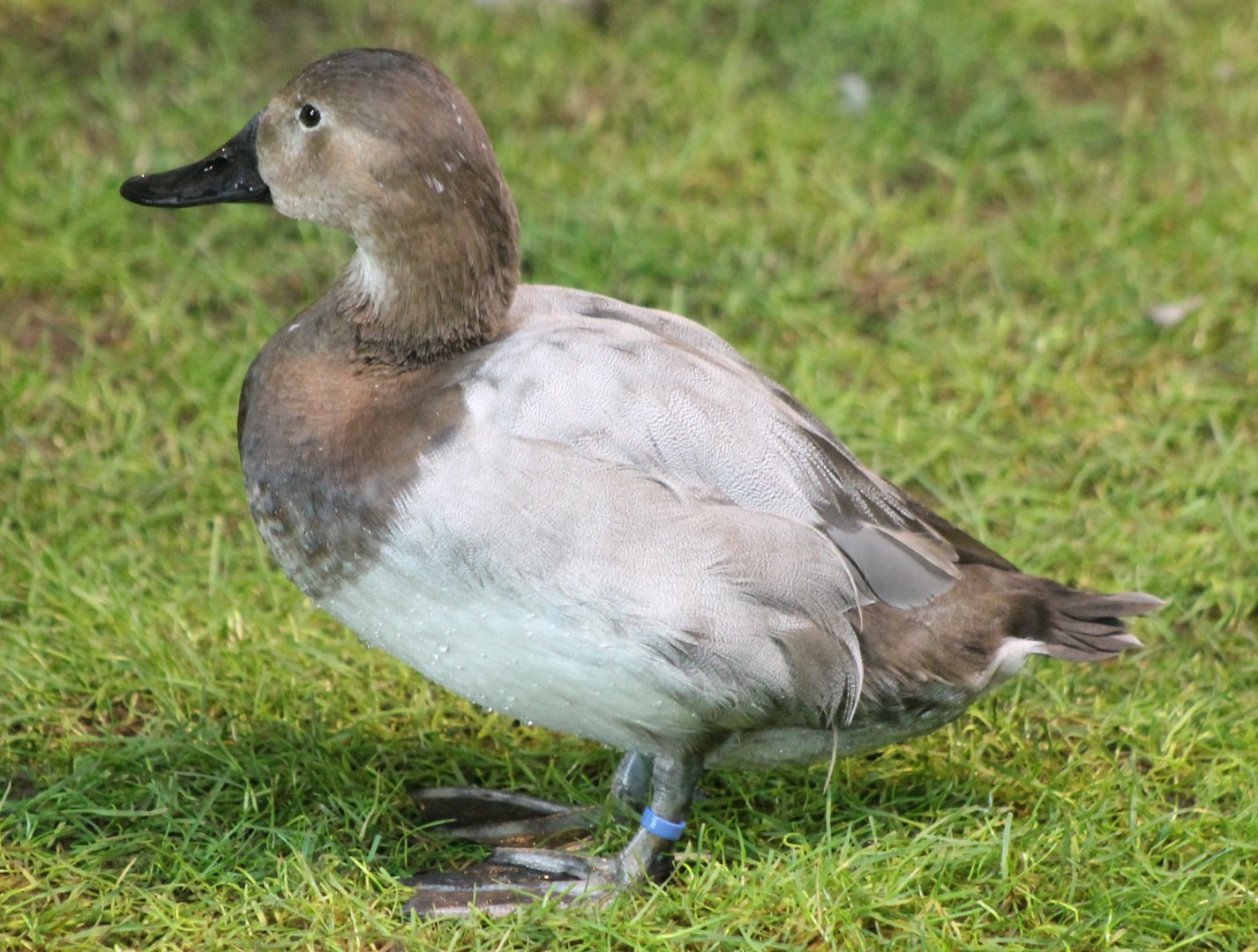 Pochard - female