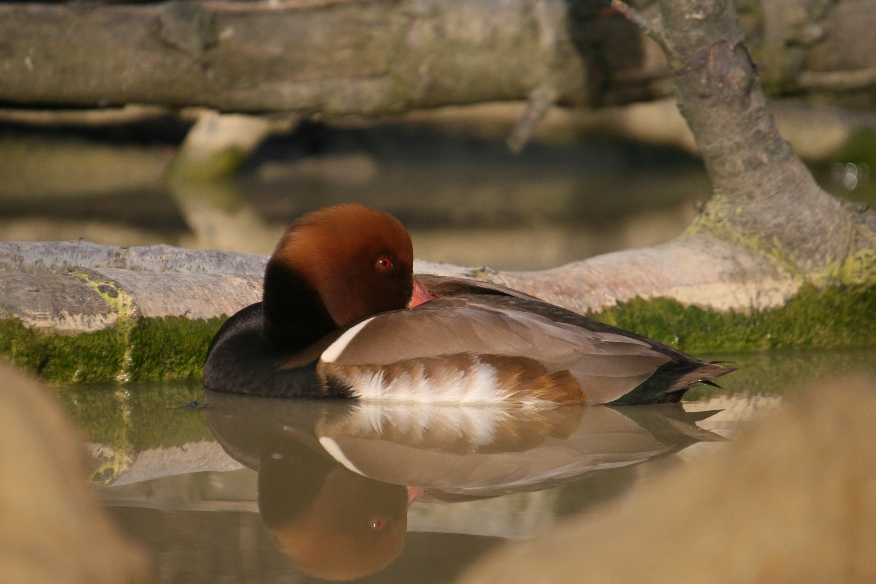 Pochard?