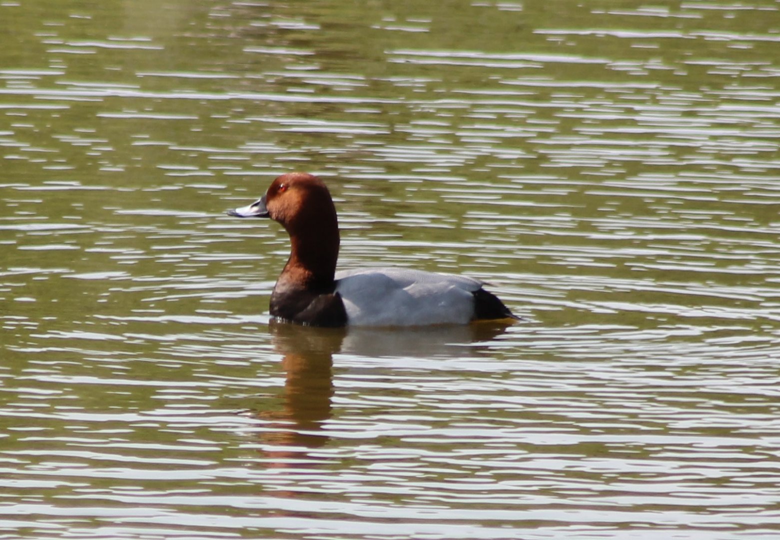 Pochard