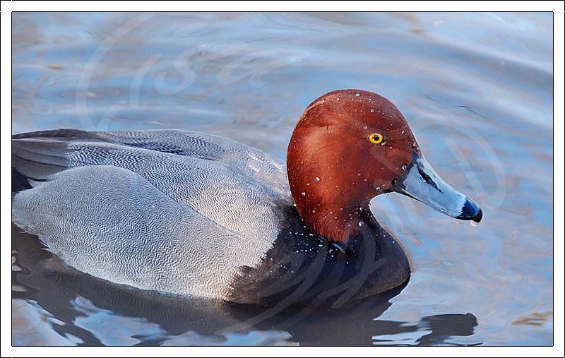 Pochard