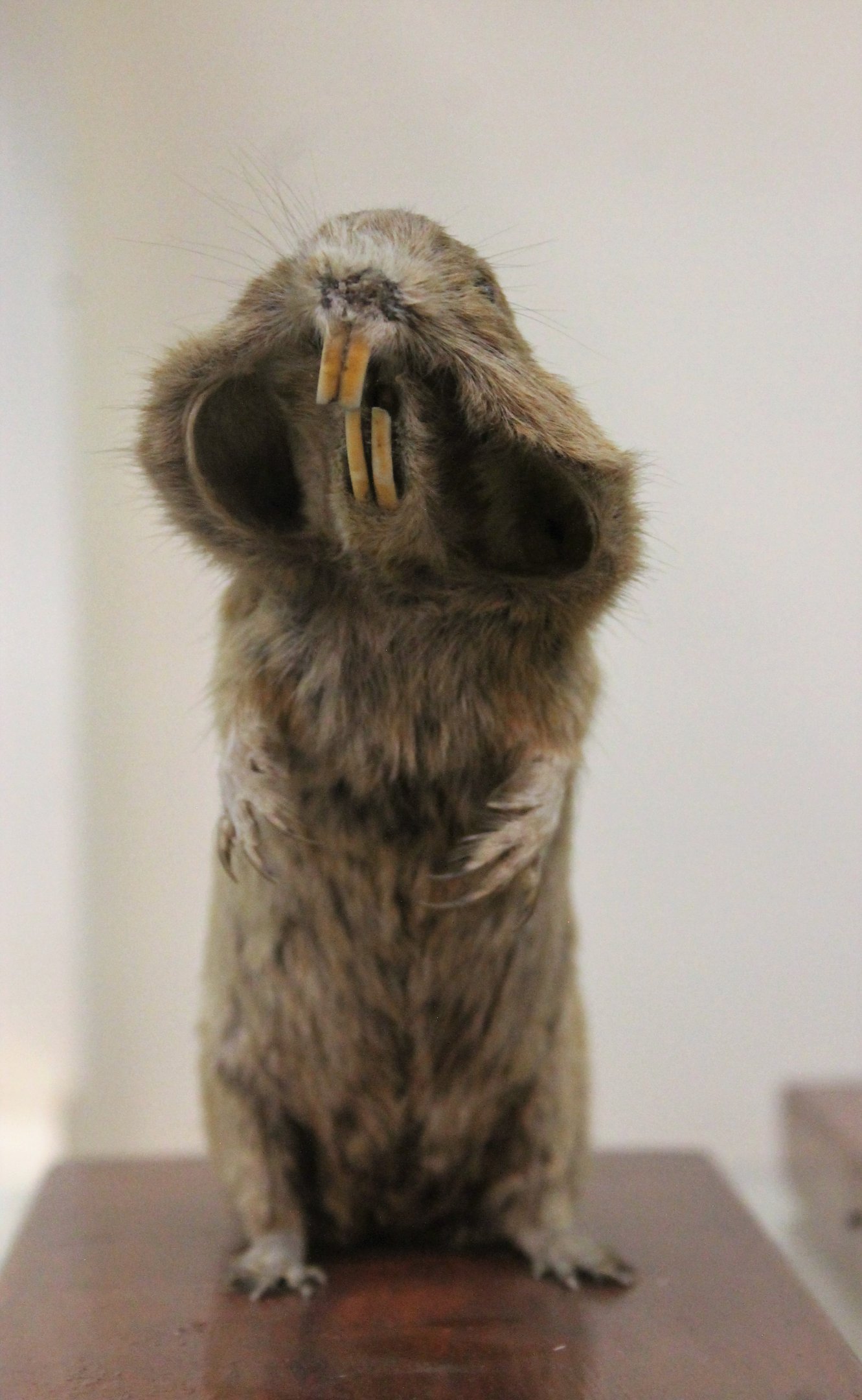 Pocket Gopher (Thomomys sp.), Otago Museum