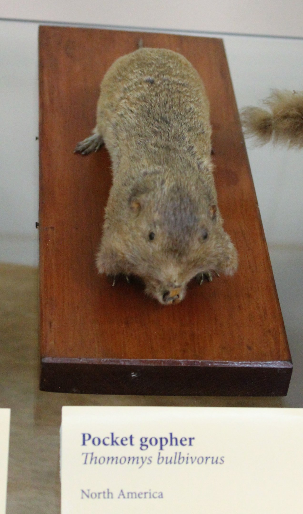 Pocket Gopher (Thomomys sp.), Otago Museum