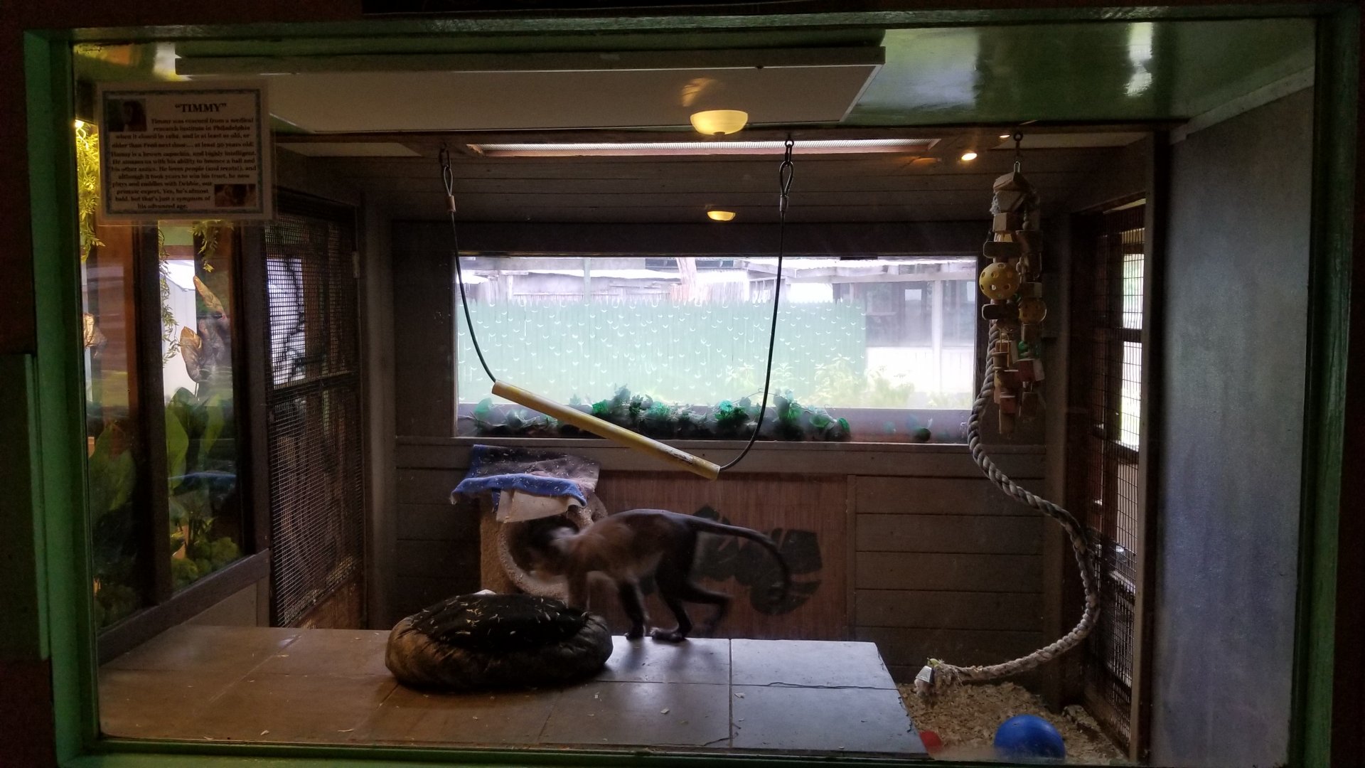 Pocono Snake&Animal Farm - 50+ year old Brown Capuchin