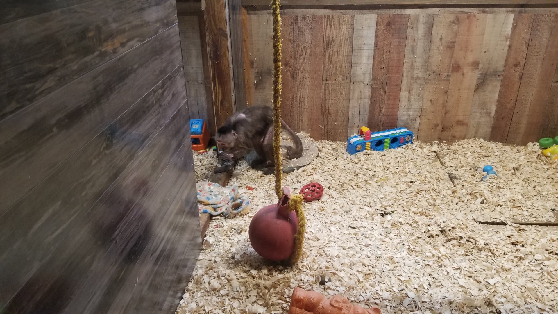 Pocono Snake&Animal Farm - 50+ year old Capuchin