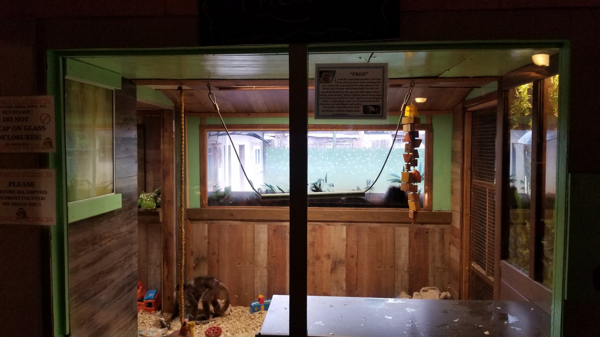 Pocono Snake&Animal Farm - 50+ year old white-headed Capuchin