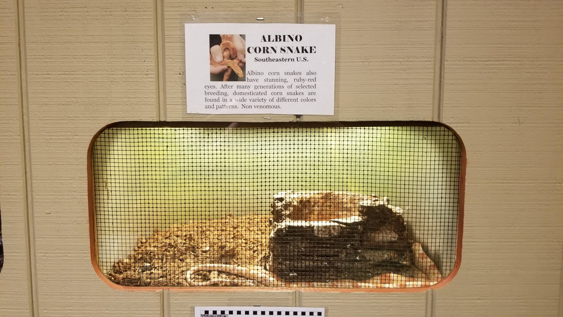 Pocono Snake&Animal Farm - albino Corn Snake