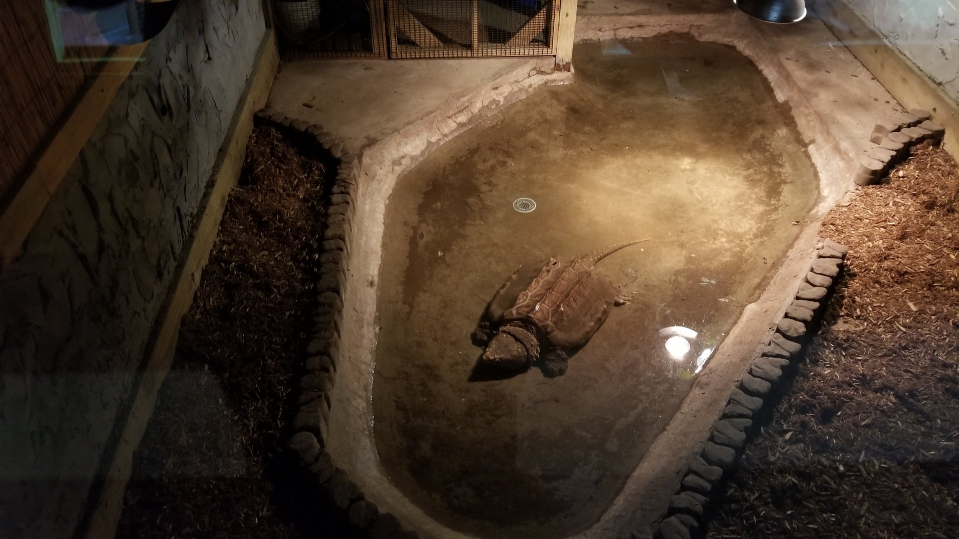 Pocono Snake&Animal Farm - Alligator Snapping Turtle