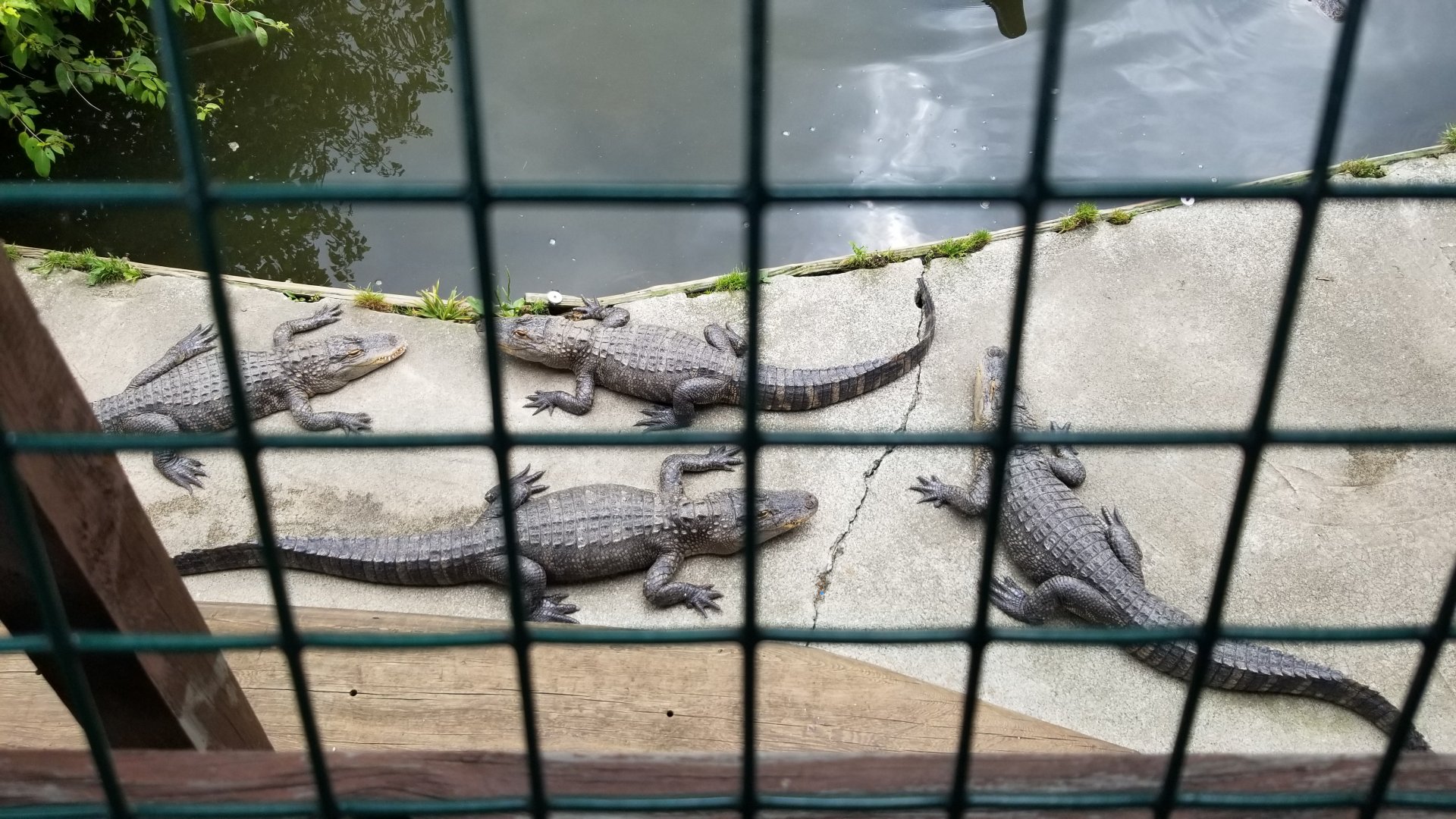 Pocono Snake&Animal Farm - Alligators