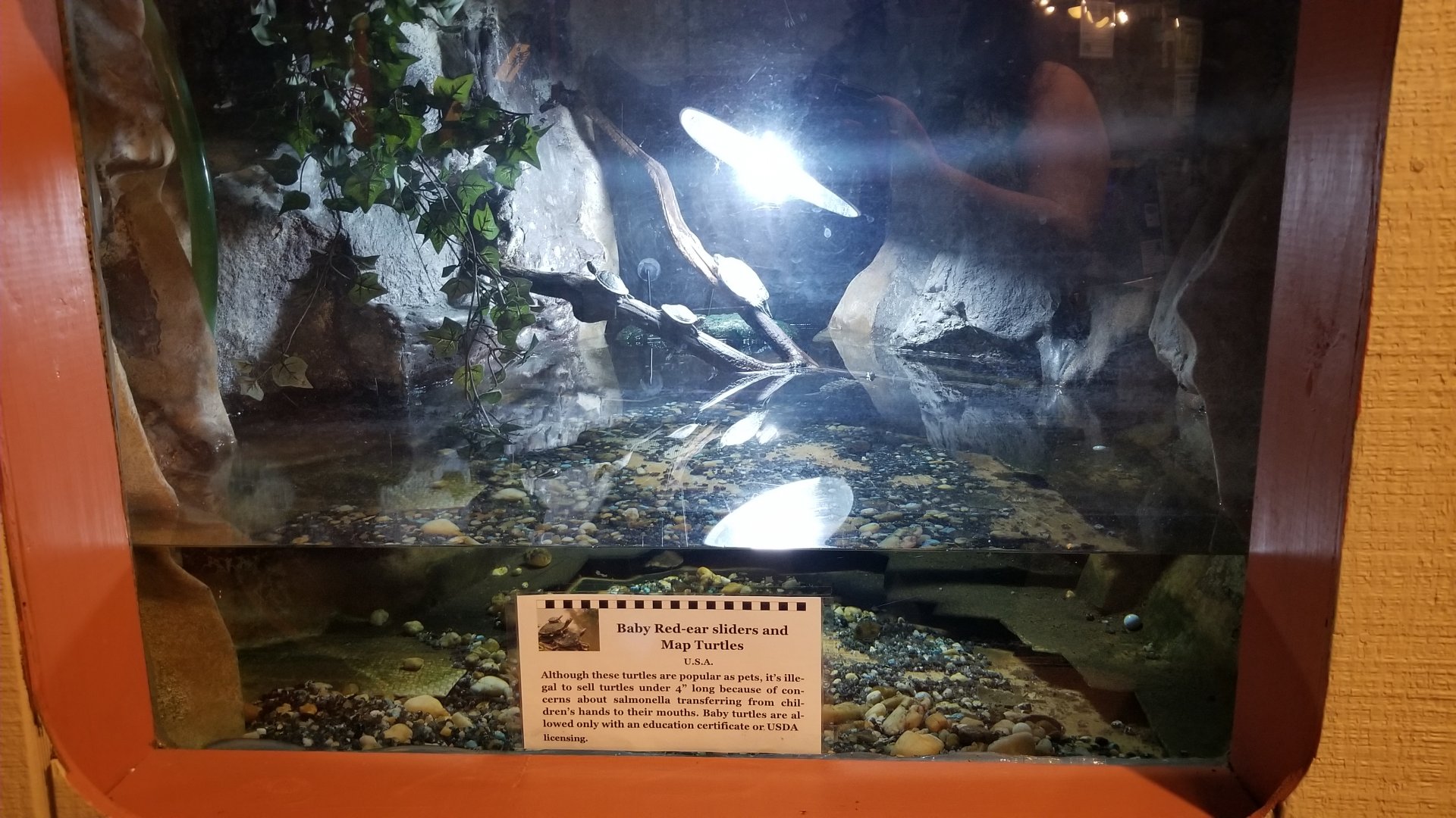 Pocono Snake&Animal Farm - Baby Sliders & Map Turtles