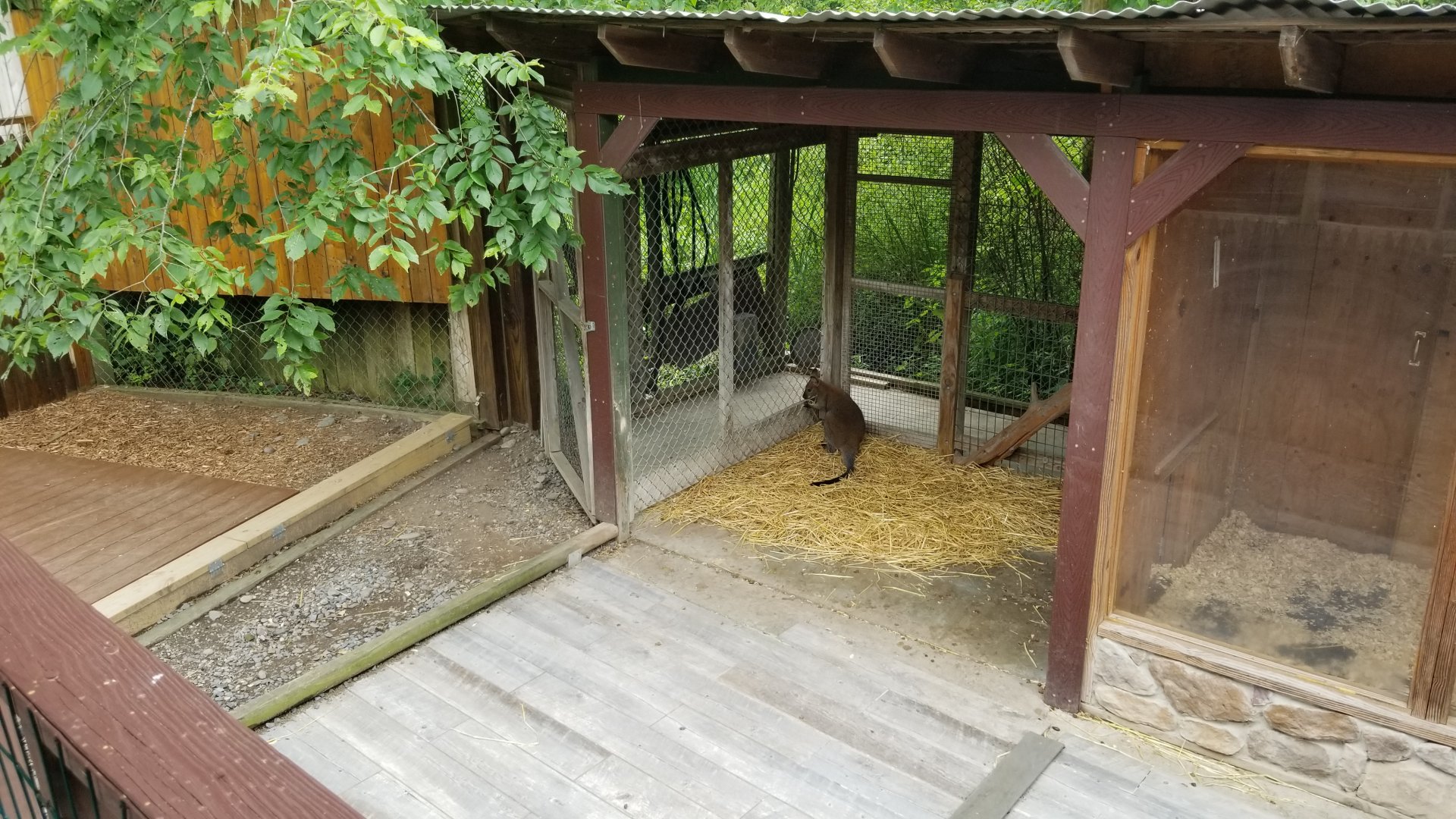 Pocono Snake&Animal Farm - Bennett's Wallaby