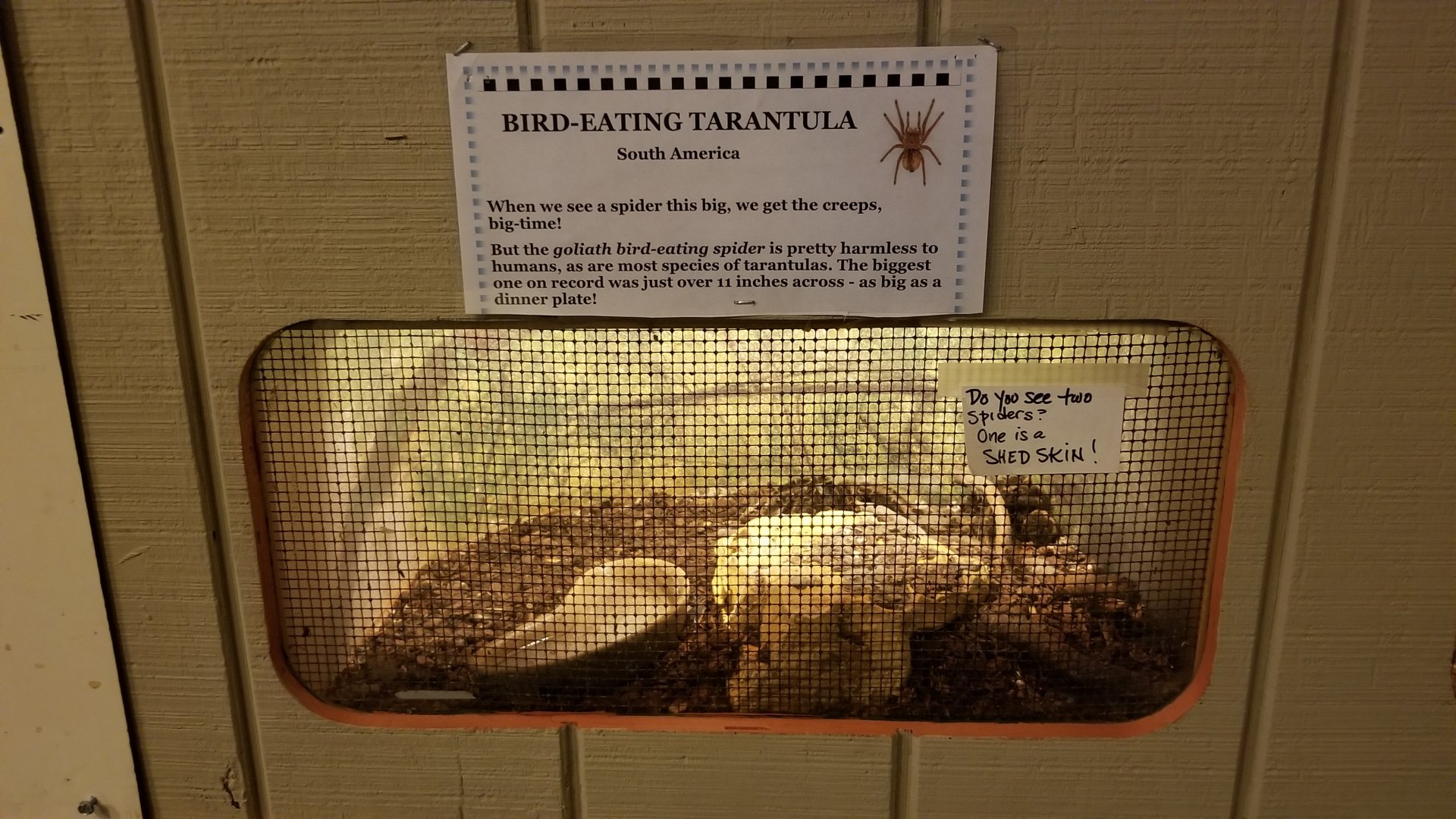 Pocono Snake&Animal Farm - Bird-eating Tarantula