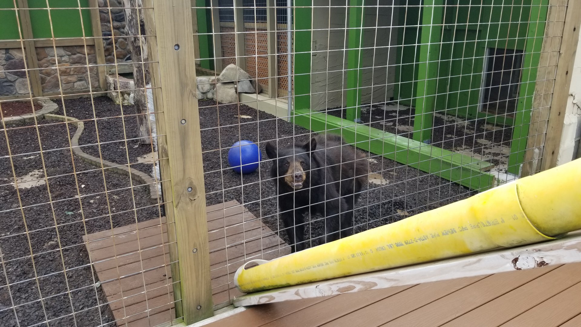 Pocono Snake&Animal Farm - Black bear by feeding tube
