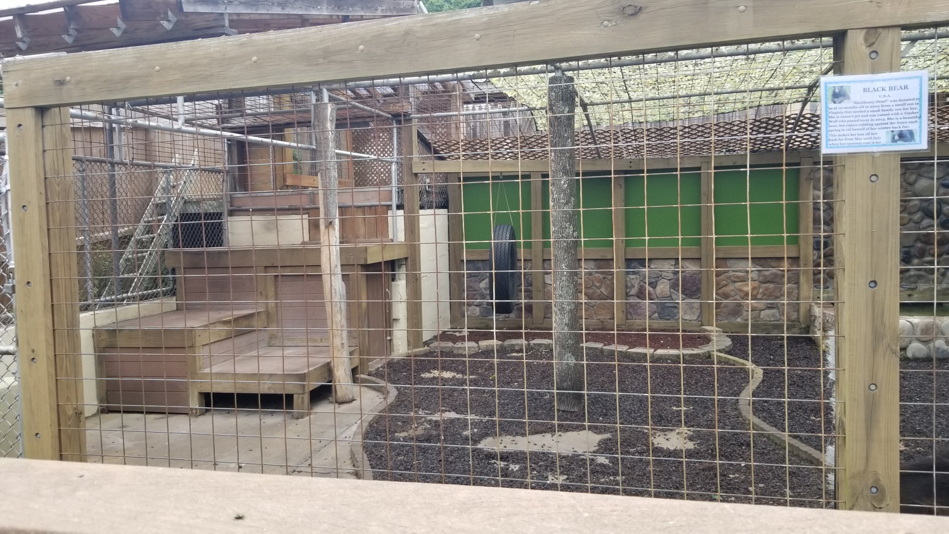 Pocono Snake&Animal Farm - Black bear, left side