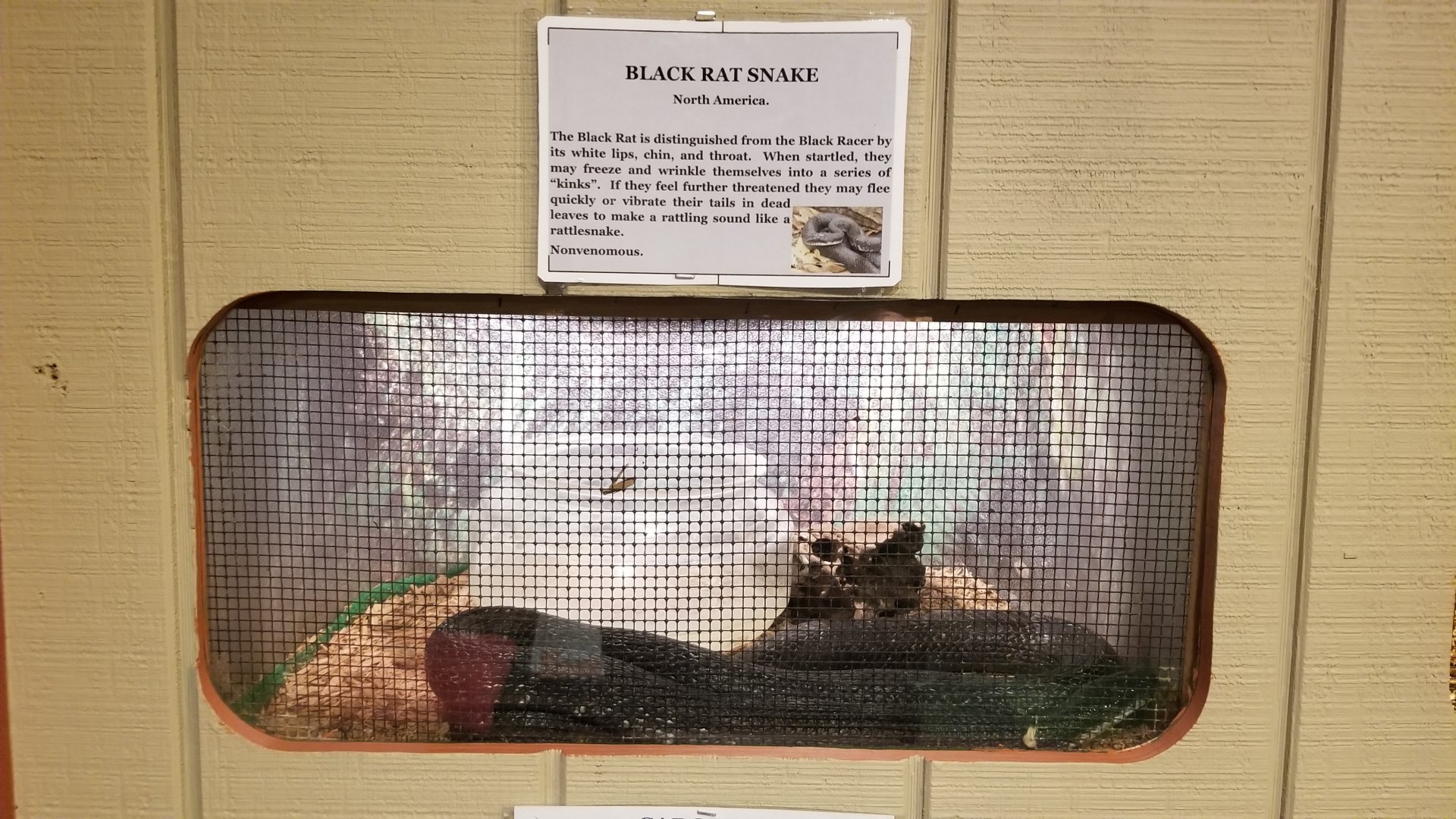 Pocono Snake&Animal Farm - Black Rat Snake