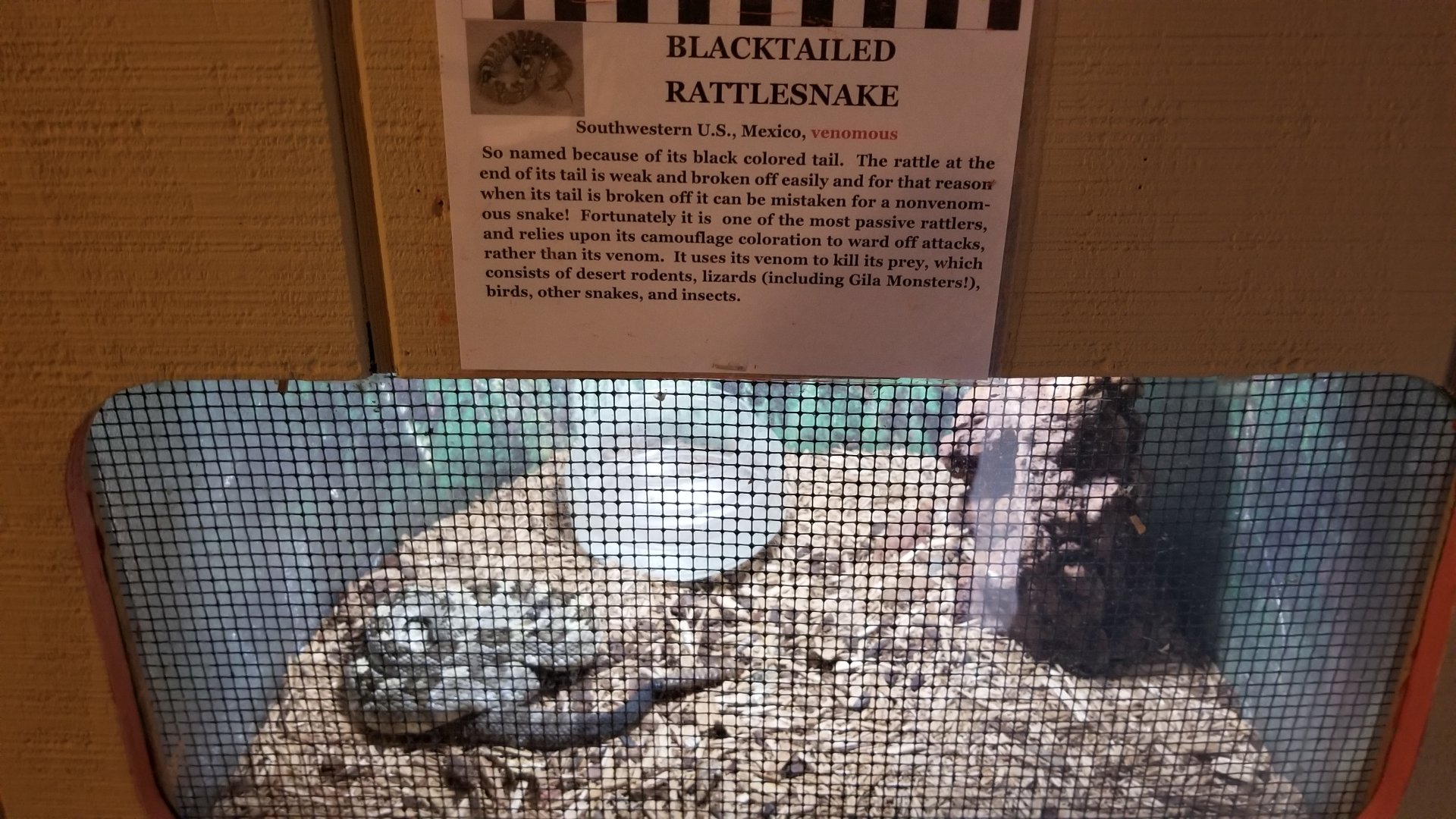 Pocono Snake&Animal Farm - Blacktailed Rattlesnake