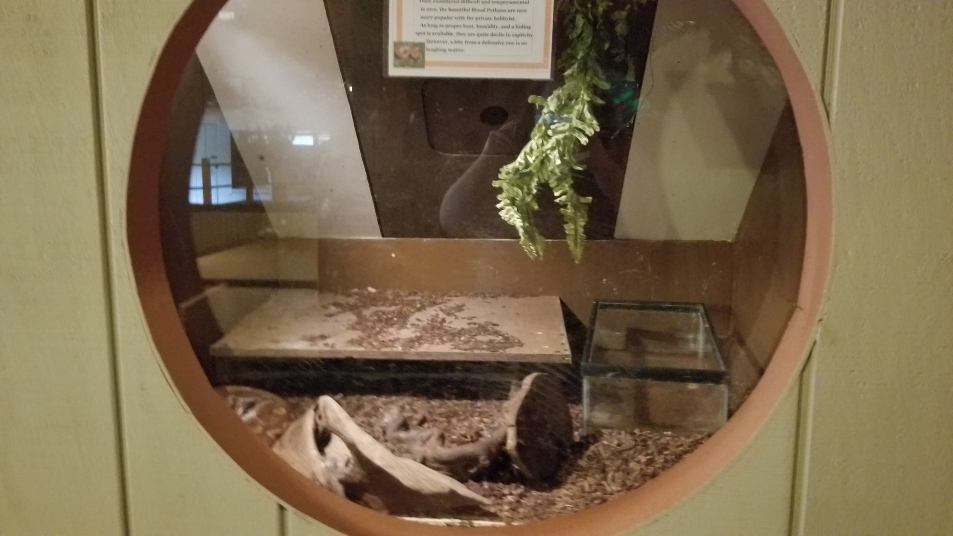 Pocono Snake&Animal Farm - Blood Python