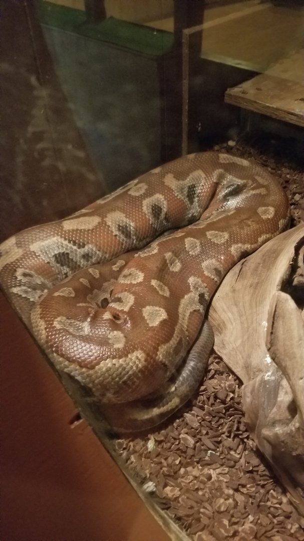 Pocono Snake&Animal Farm - Blood Python