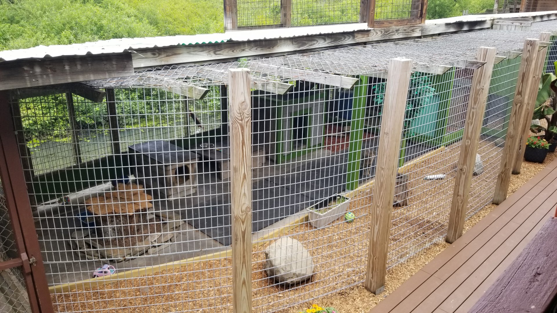 Pocono Snake&Animal Farm - Bobcat