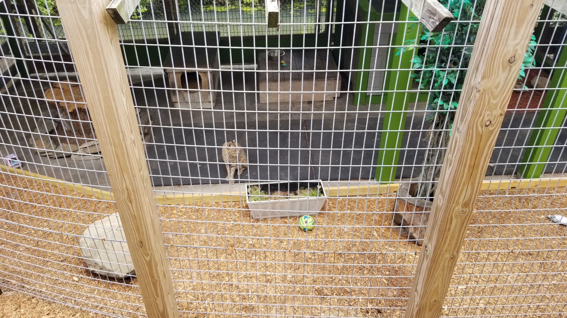 Pocono Snake&Animal Farm - Bobcat