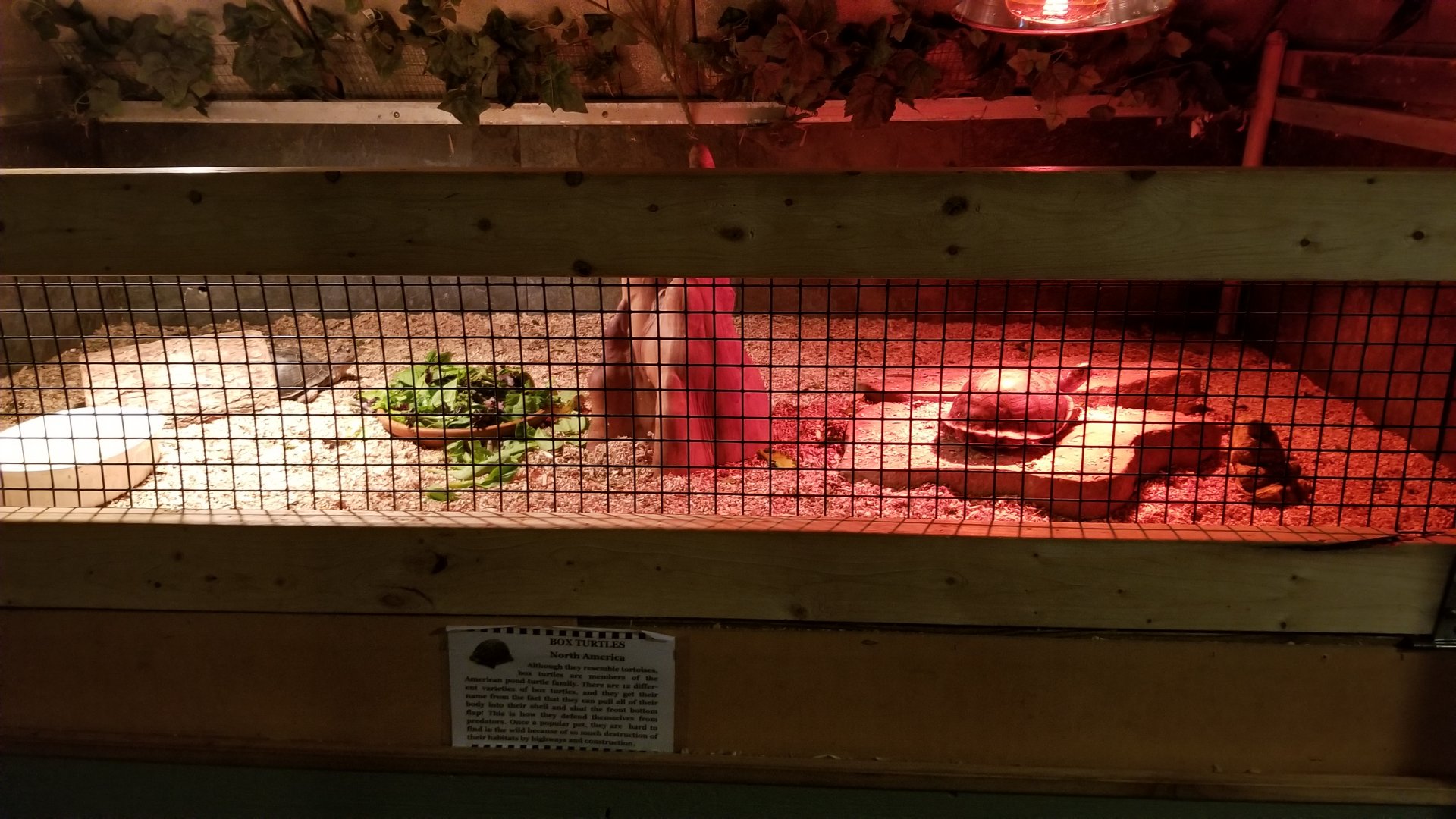 Pocono Snake&Animal Farm - Box Turtles