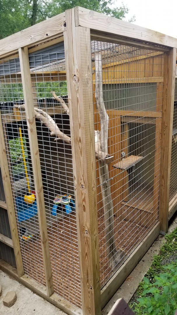 Pocono Snake&Animal Farm - Brown Capuchin