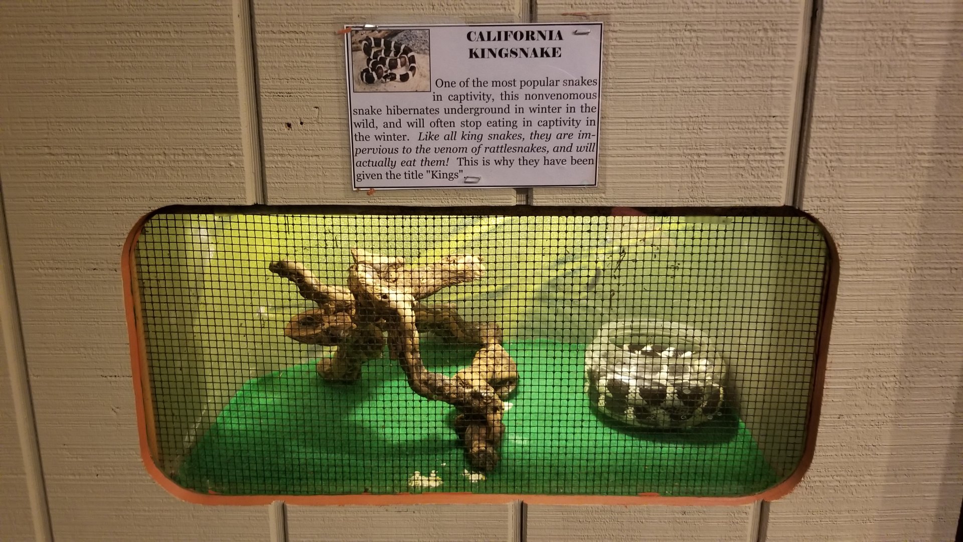 Pocono Snake&Animal Farm - California Kingsnake