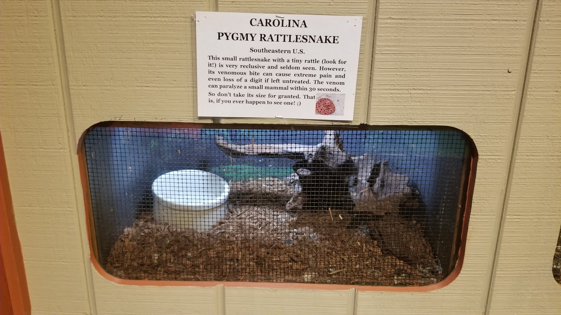 Pocono Snake&Animal Farm - Carolina Pygmy Rattlesnake