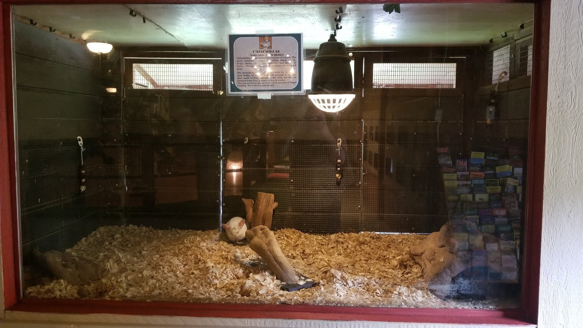 Pocono Snake&Animal Farm - Chinchillas