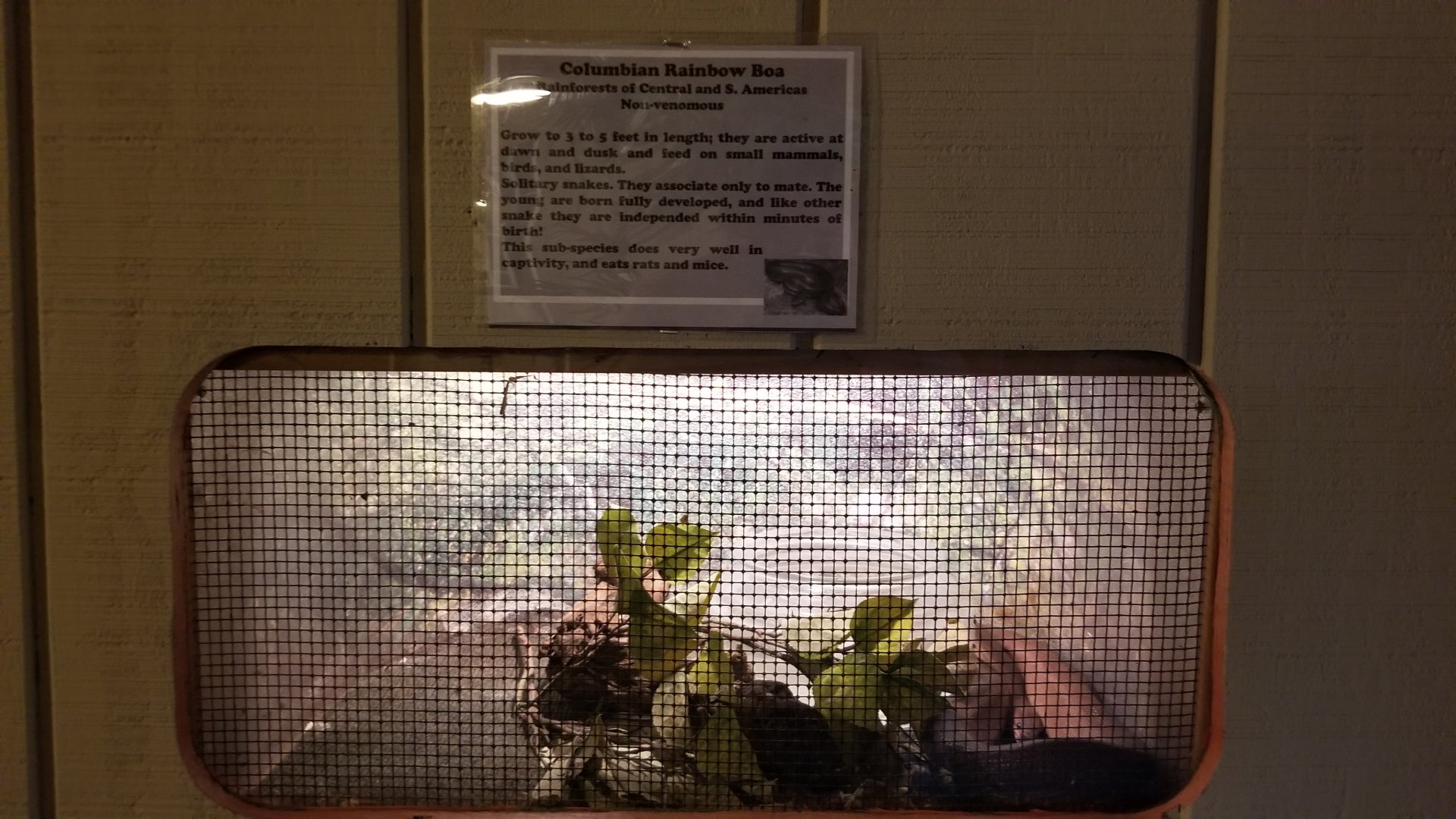 Pocono Snake&Animal Farm - "Columbian Rainbow Boa"