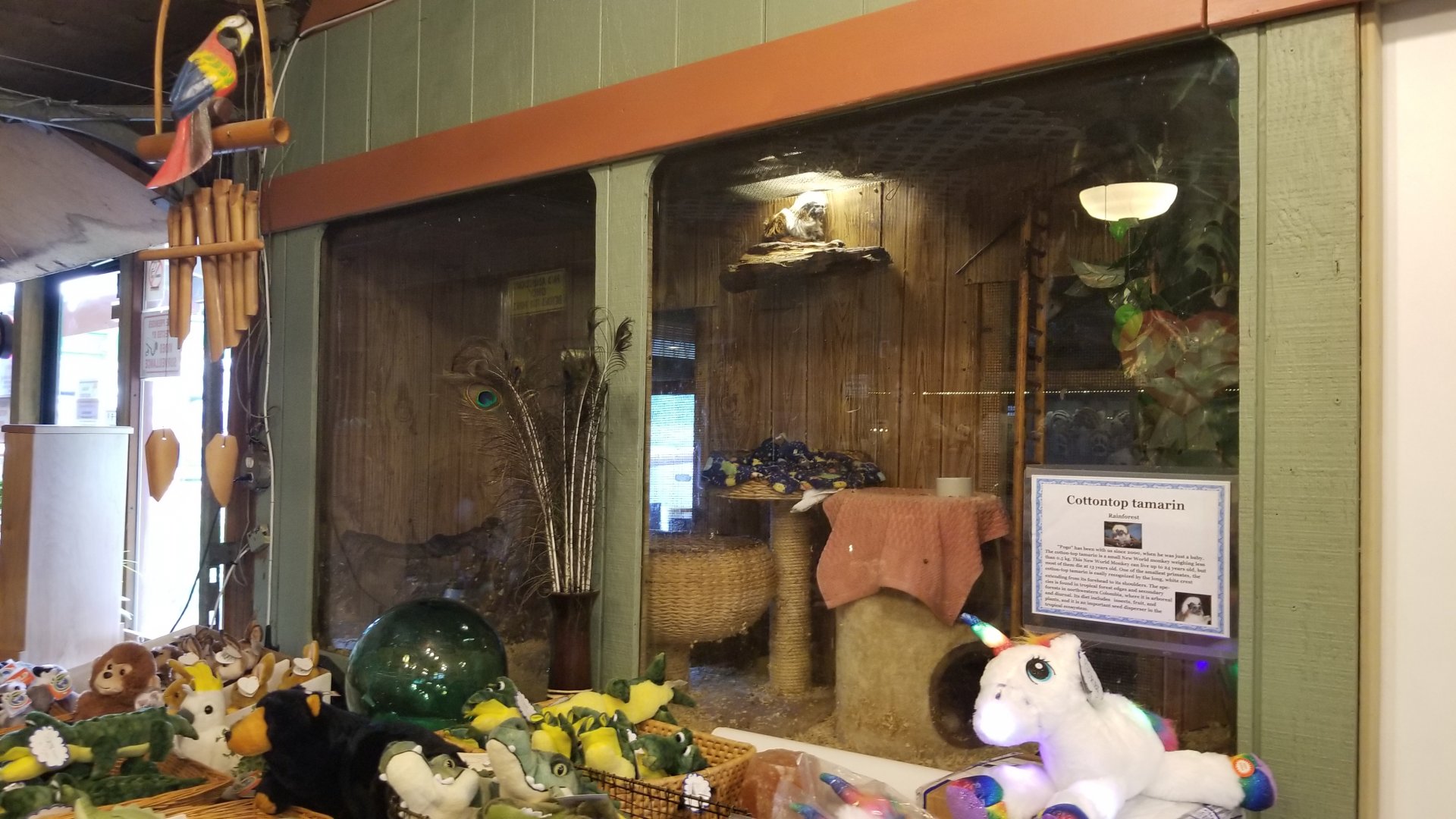 Pocono Snake&Animal Farm - Cottontop Tamarin in gift shop