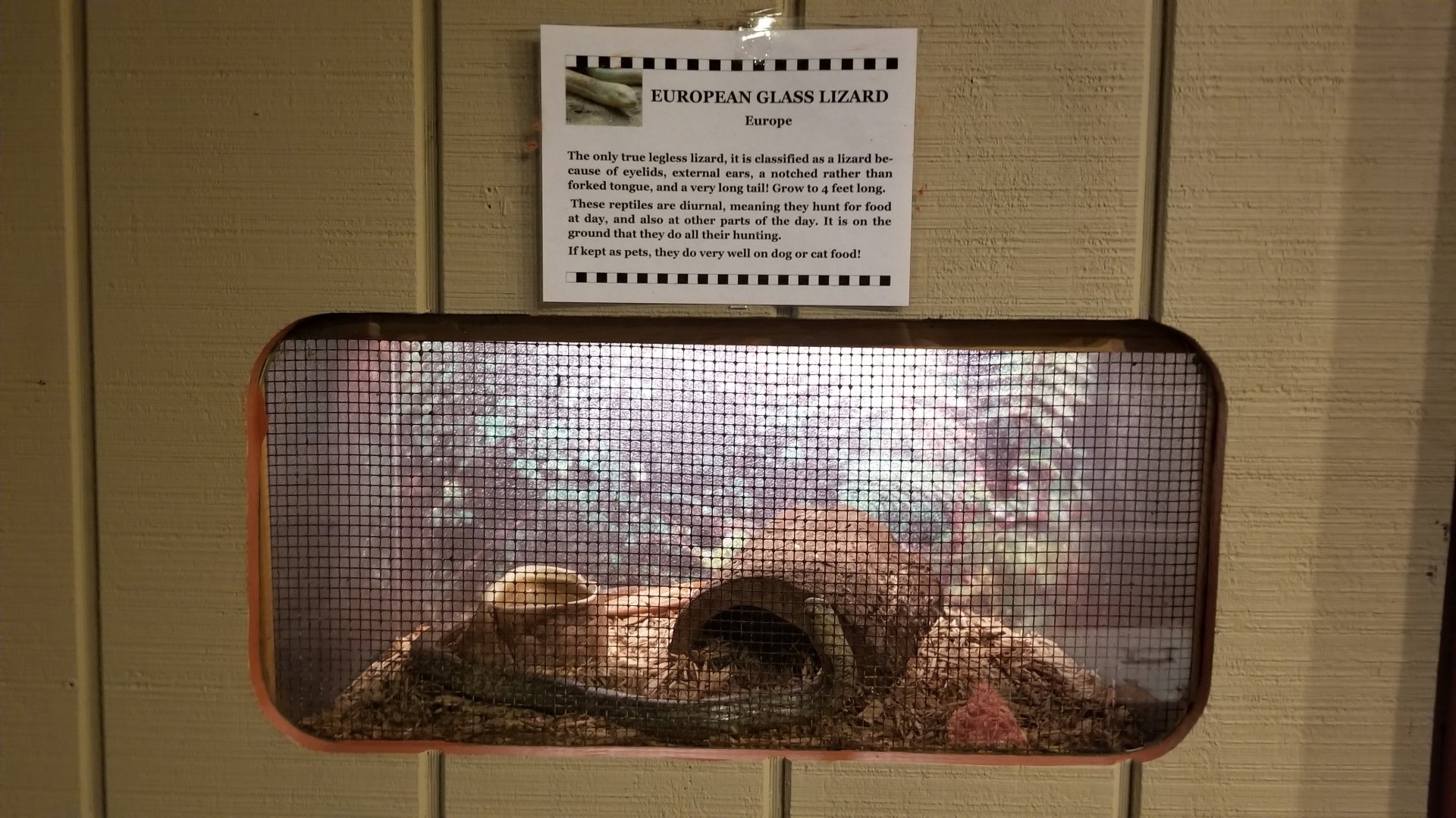 Pocono Snake&Animal Farm - European Glass Lizard