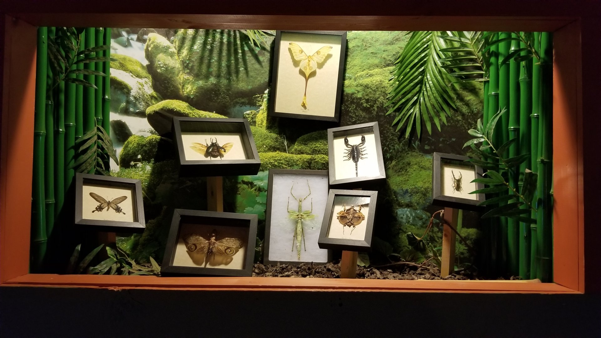 Pocono Snake&Animal Farm - framed insects