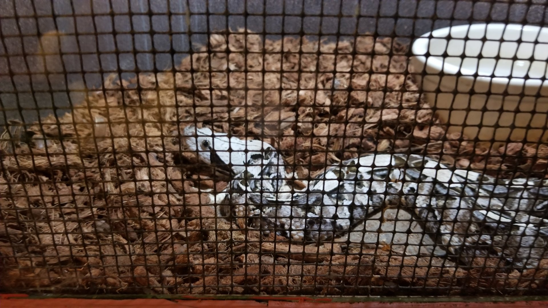 Pocono Snake&Animal Farm - Gaboon Viper