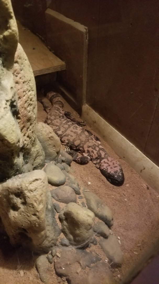 Pocono Snake&Animal Farm - Gila Monster