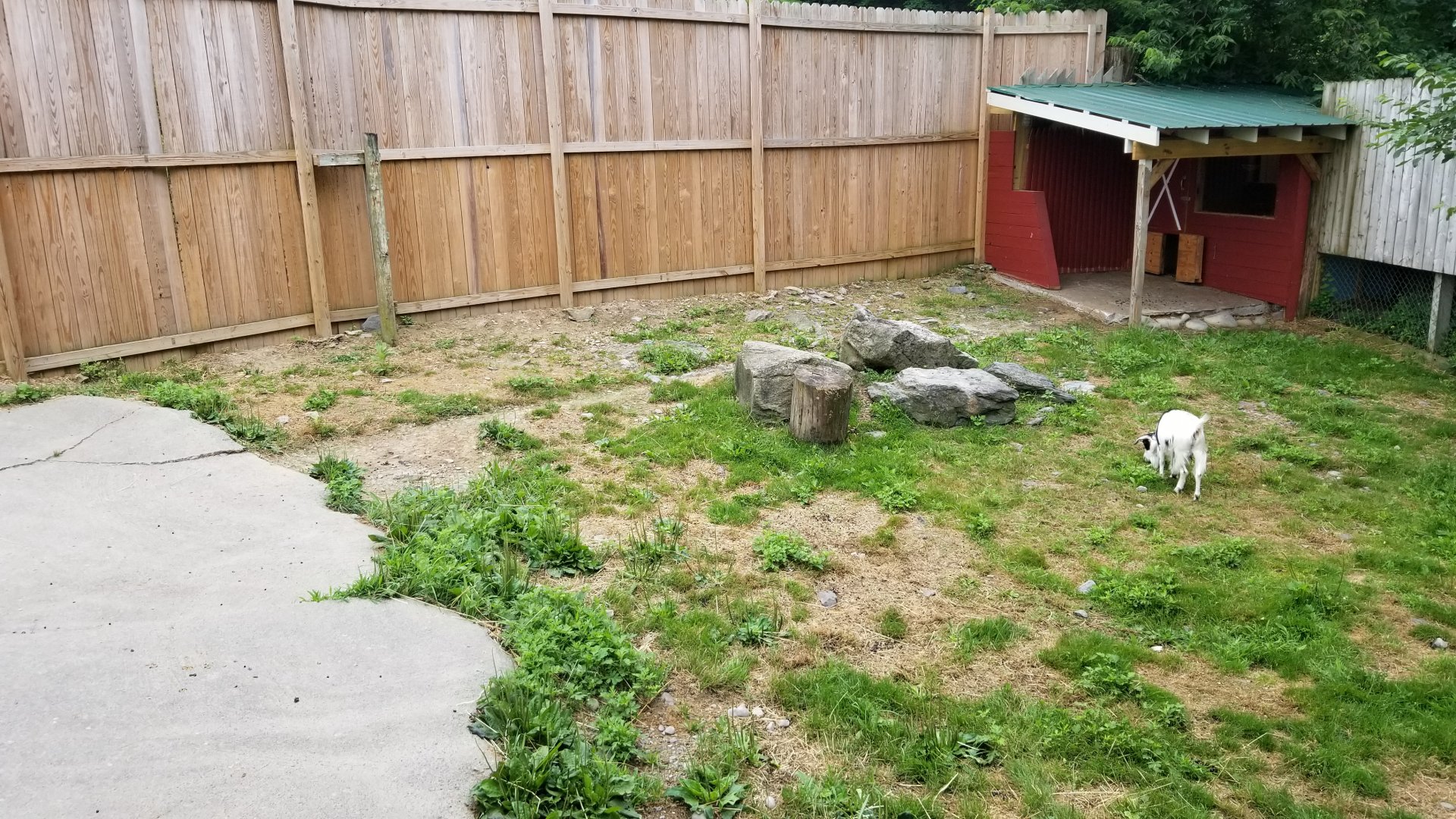 Pocono Snake&Animal Farm - goat yard