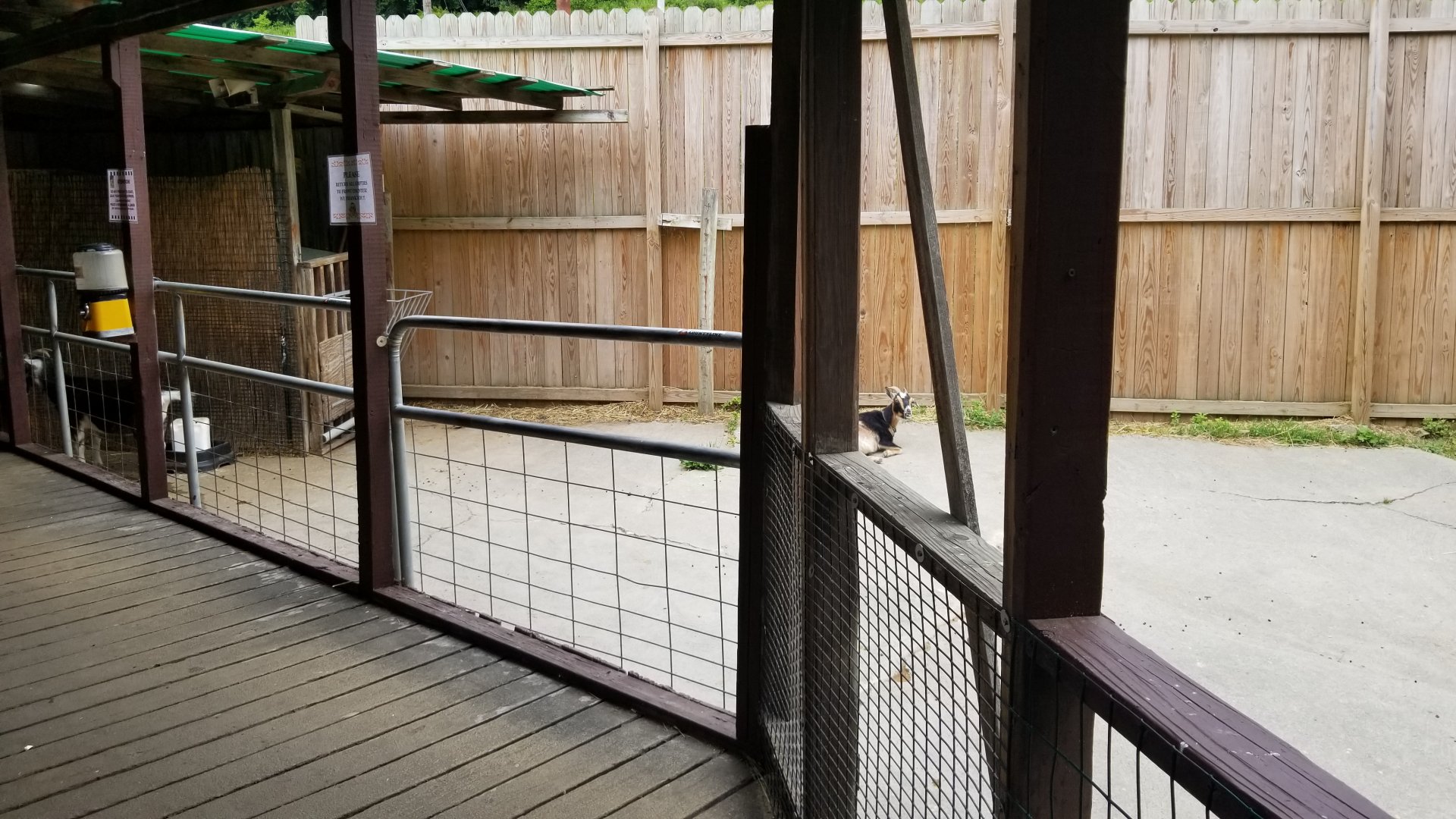 Pocono Snake&Animal Farm - goat yard