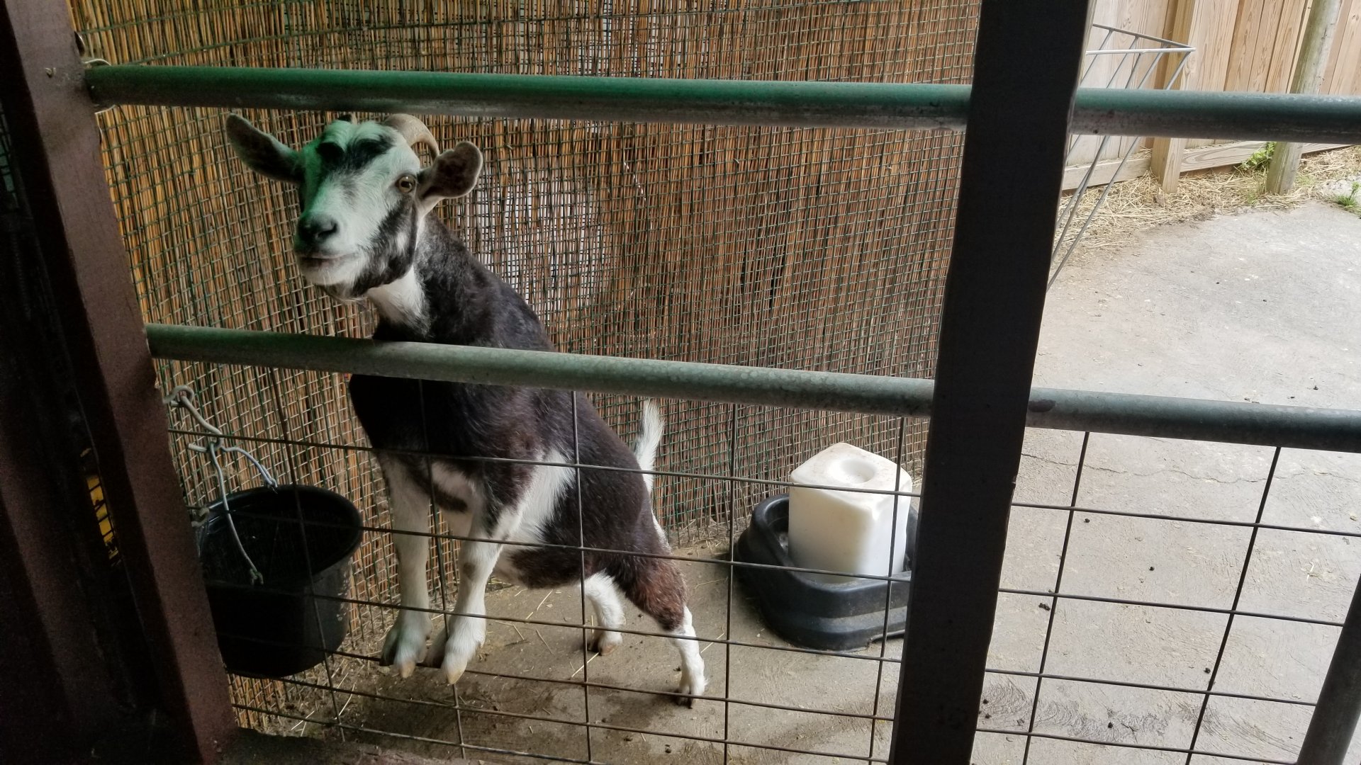 Pocono Snake&Animal Farm - goat