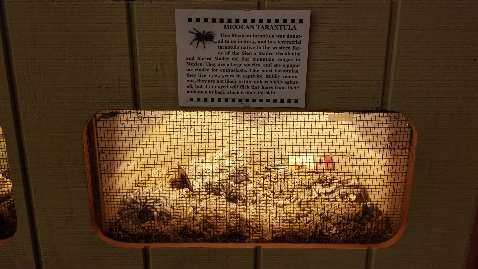 Pocono Snake&Animal Farm - Mexican Tarantula